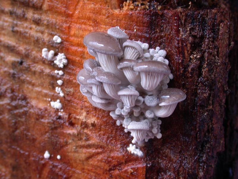 Nato in casa...(Pleurotus ostreatus)